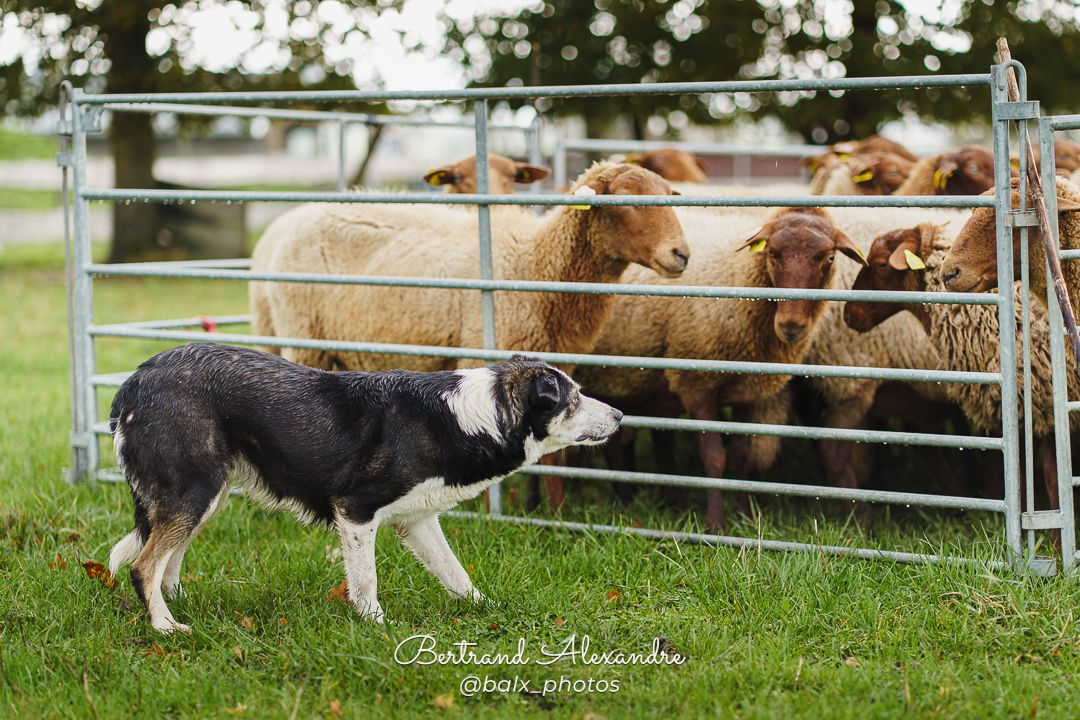 Photo 022 | Bertrand ALEXANDRE – Compagnons